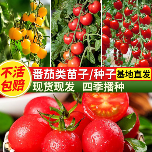 蔬菜番茄苗千禧圣女果四季矮生