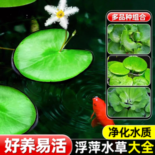 浮萍水草水培一叶莲水葫芦水芙蓉种子增氧鱼缸造景植物净水真水草
