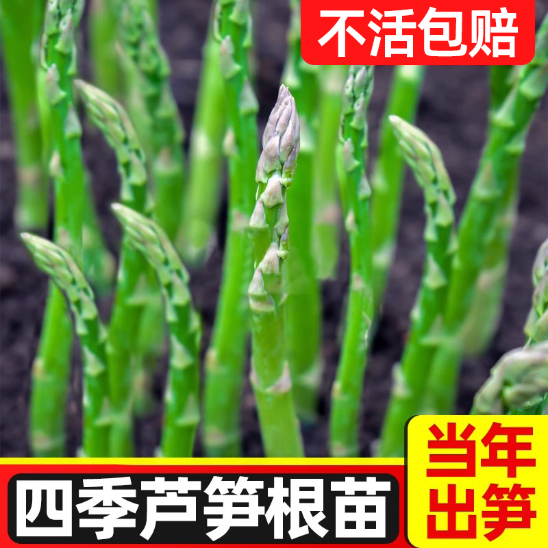 四季芦笋根苗种一次吃十年包成活