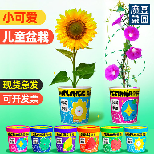 魔豆菜园儿童种植小盆栽罐头植物