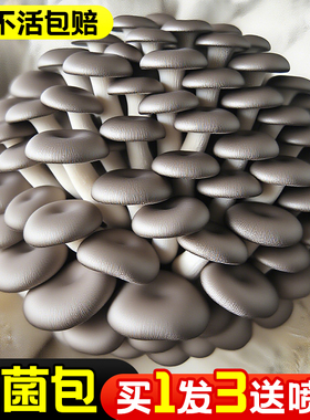 蘑菇种植包菌种菌菇蘑菇菌包香菇平菇儿童家庭新鲜可食用菌棒盆栽