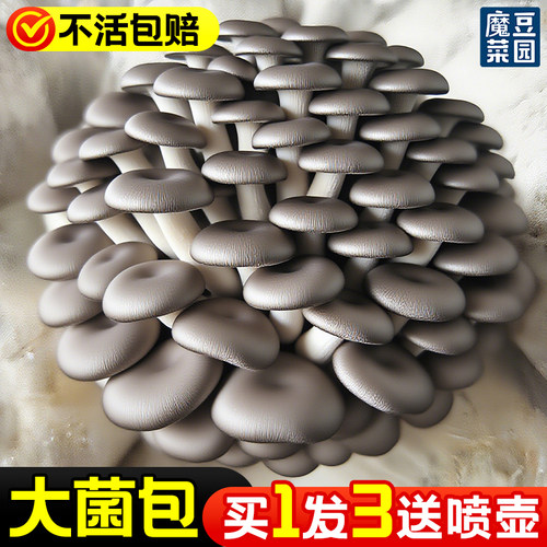 蘑菇种植包菌种菌菇蘑菇菌包