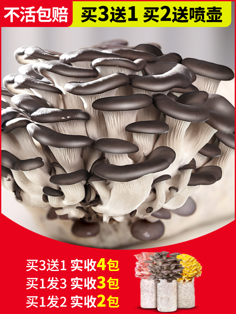 蘑菇种植包菌种菌菇蘑菇菌包香菇平菇儿童家庭新鲜可食用菌棒盆栽