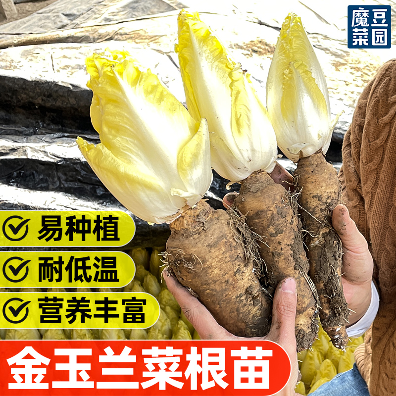 魔豆菜园金玉兰菜根苗