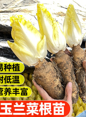 魔豆菜园金玉兰菜根苗