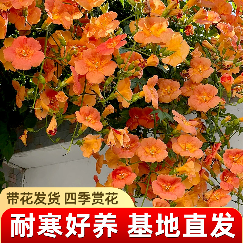 魔豆菜园凌霄花苗爬藤庭院四季