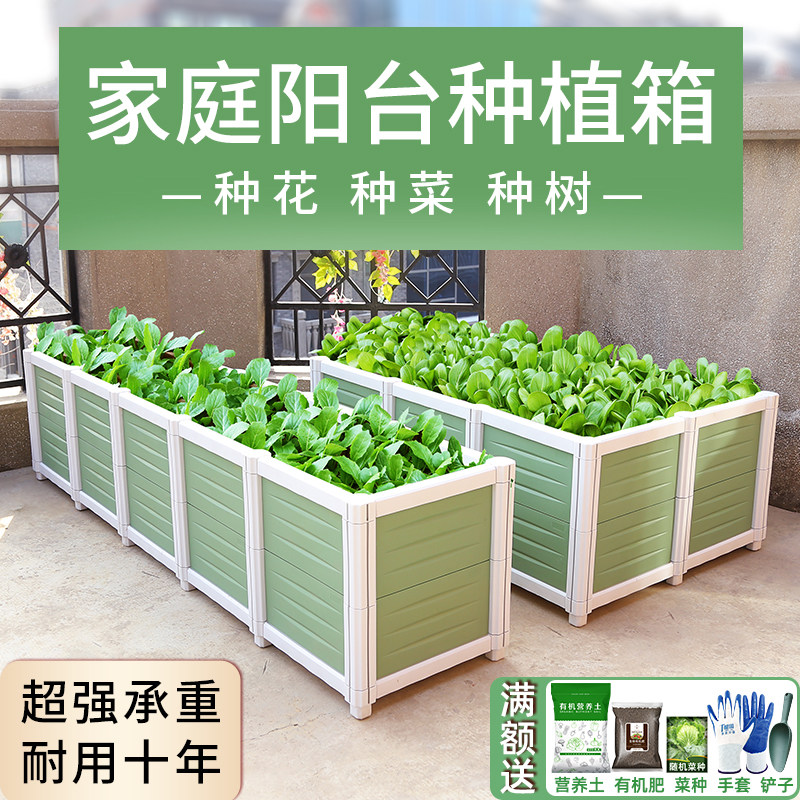 种植大白菜价格 种植大白菜图片 星期三