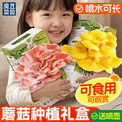 蘑菇种植包儿童可食用蘑菇盒子