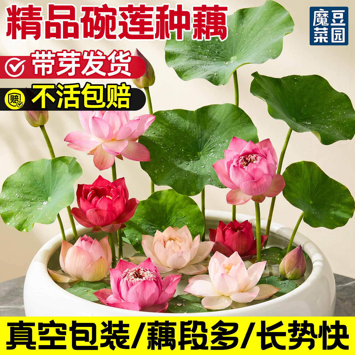 碗莲种藕微小型根茎带芽观赏藕种莲花盆栽水养睡莲水培植物成品苗