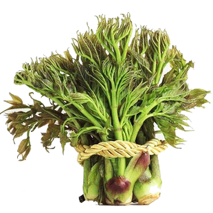 野菜种子籽蒲公英茴马齿苋蔬菜苦菜荠菜香荆芥龙须菜苋菜冰菜紫苏