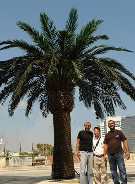仿真海枣树大型户外棕榈树沙漠海滩公园绿色植物造景外贸假海藻树
