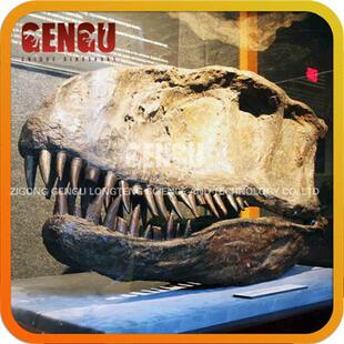恐龙化石仿真恐龙头骨化石化石复制品