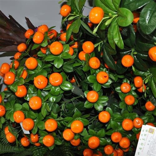 仿真水果树橙子树影楼拍摄舞台道具橘子树假植物摆件大型仿真树