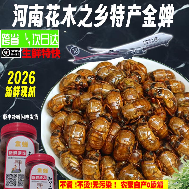 河南花木之乡特产野生金蝉知了猴