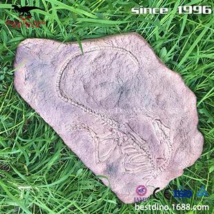 高度仿真恐龙化石骨架可用于学校教学公园引流各种收藏摆件