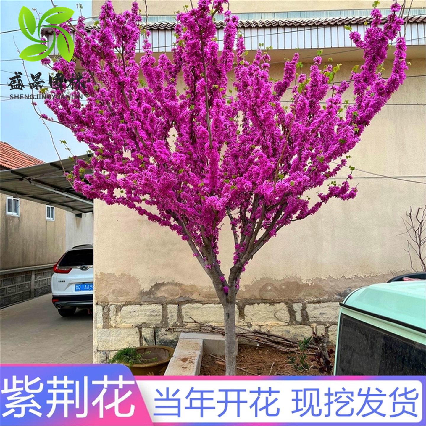 紫荆树苗假一赔十当年开花看评价