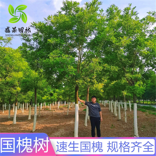 国槐树苗速生国槐苗龙爪槐垂枝槐树庭院绿化大型风景树黄金槐大树
