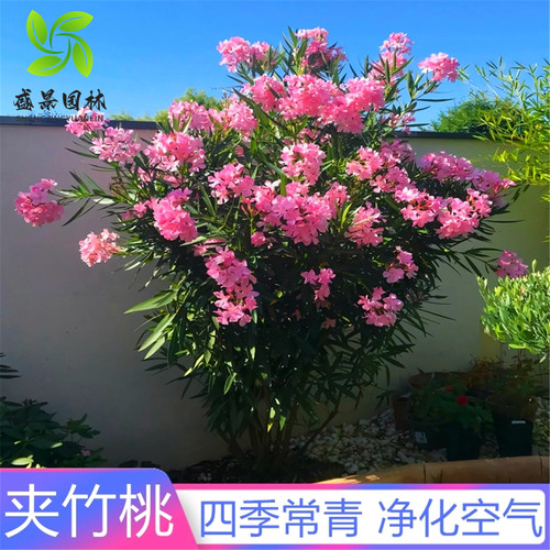 夹竹桃苗柳叶桃四季常青净化空气