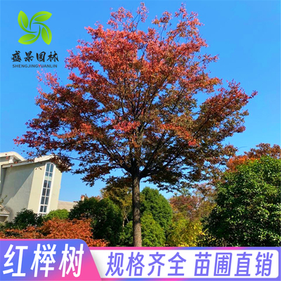 小叶红榉树苗耐寒绿化工程苗