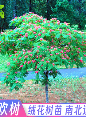 合欢花树苗盆栽合欢花小苗绒花树苗芙蓉花庭院绿化大型遮阳风景树