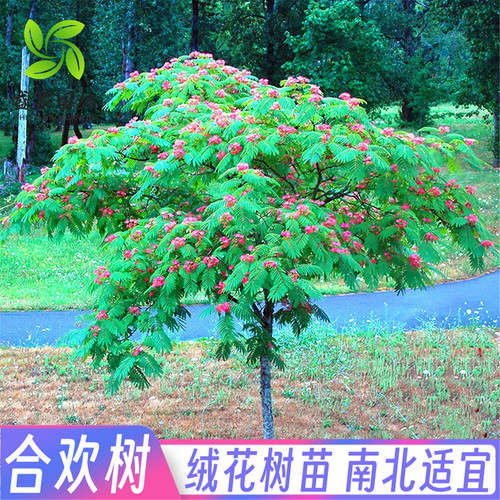 合欢花芙蓉绒花庭院大型遮阳树苗