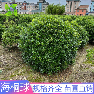 海桐树苗庭院行道四季常青绿化植物浓香海桐小苗绿篱笆围墙海桐球