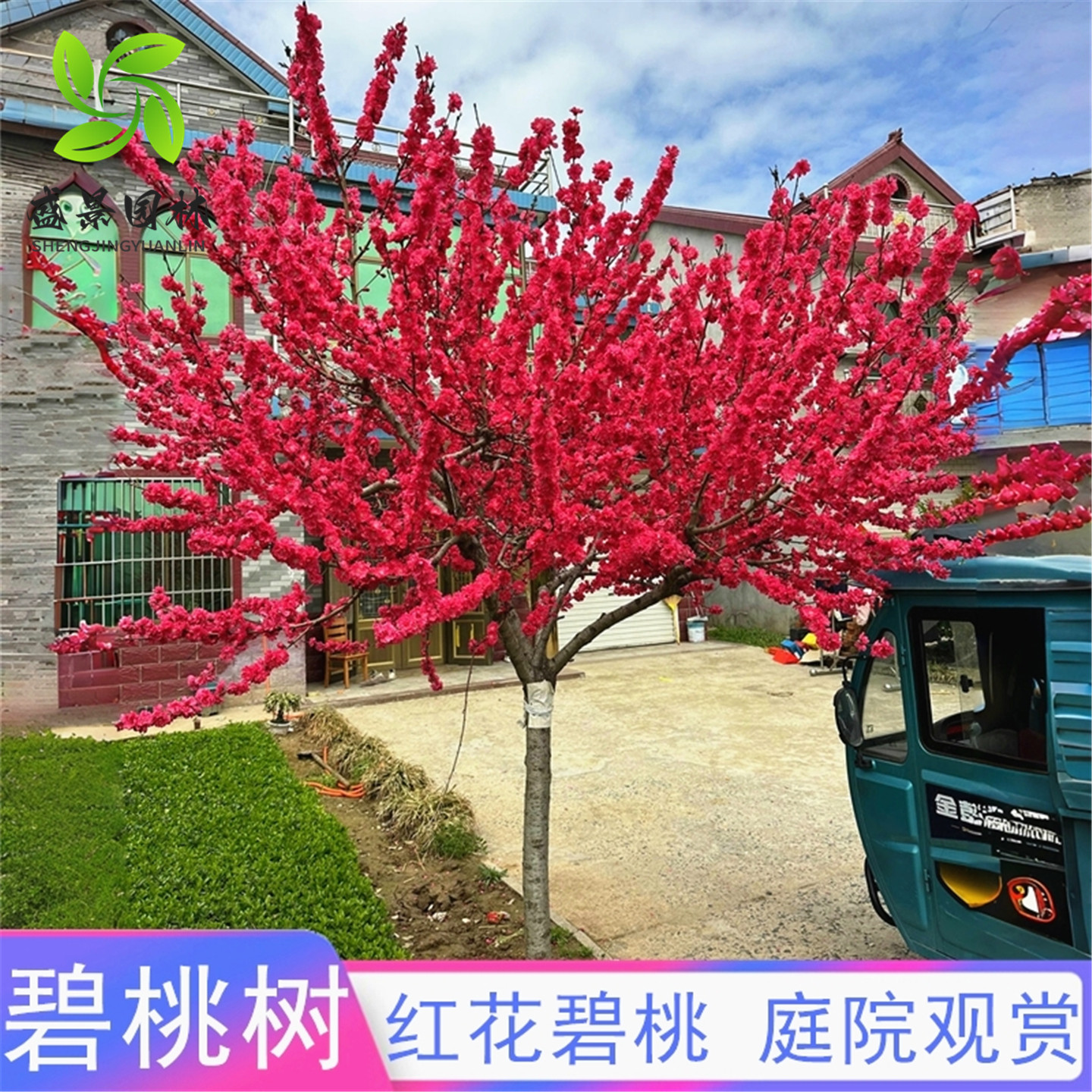洒金紫叶红花碧桃树彩叶耐寒绿化