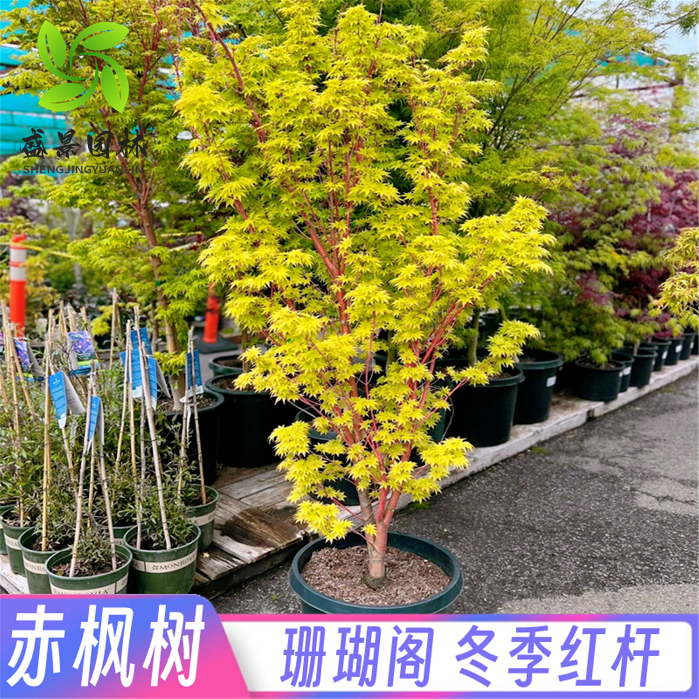 赤枫树苗盆栽黄金枫庭院花园大型耐寒彩叶绿化风景树珊瑚阁红枫苗