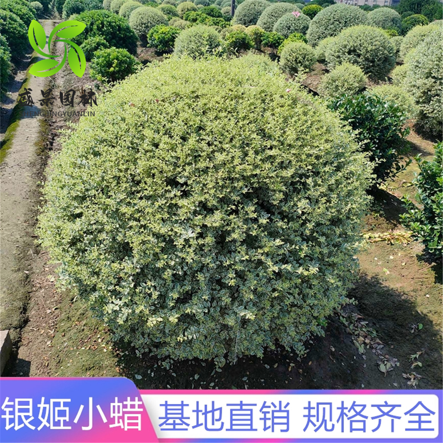 银姬小蜡球树苗别墅庭院耐寒四季常青彩叶绿化色块花镜植物金姬球