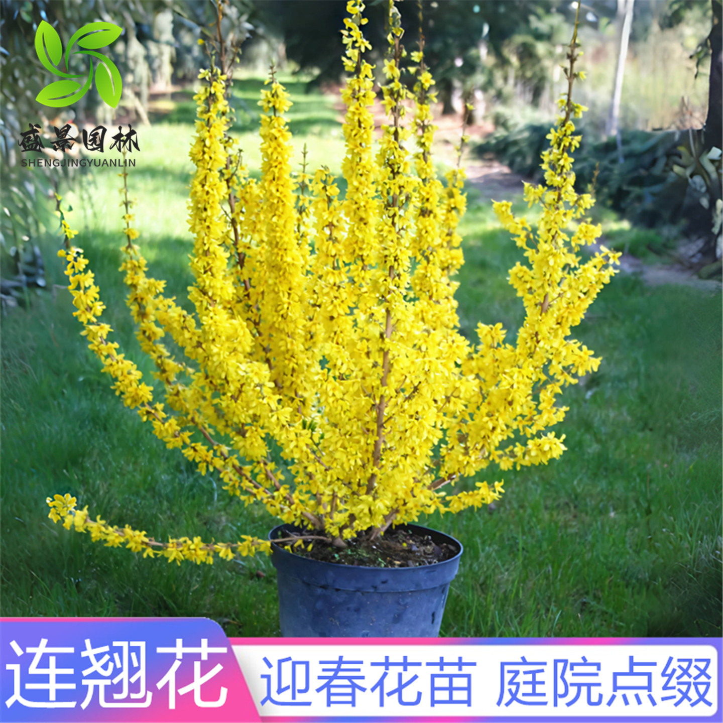 迎春连翘花树苗耐寒爬藤攀援花卉