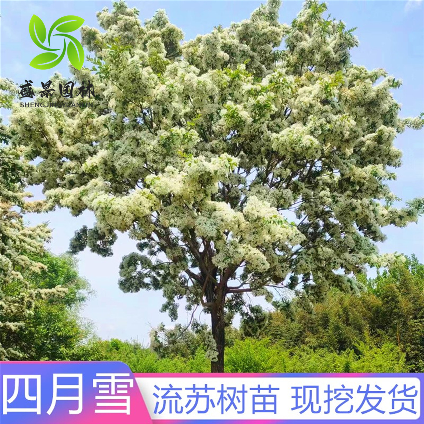 流苏树苗四月雪盆栽浓香型风景树