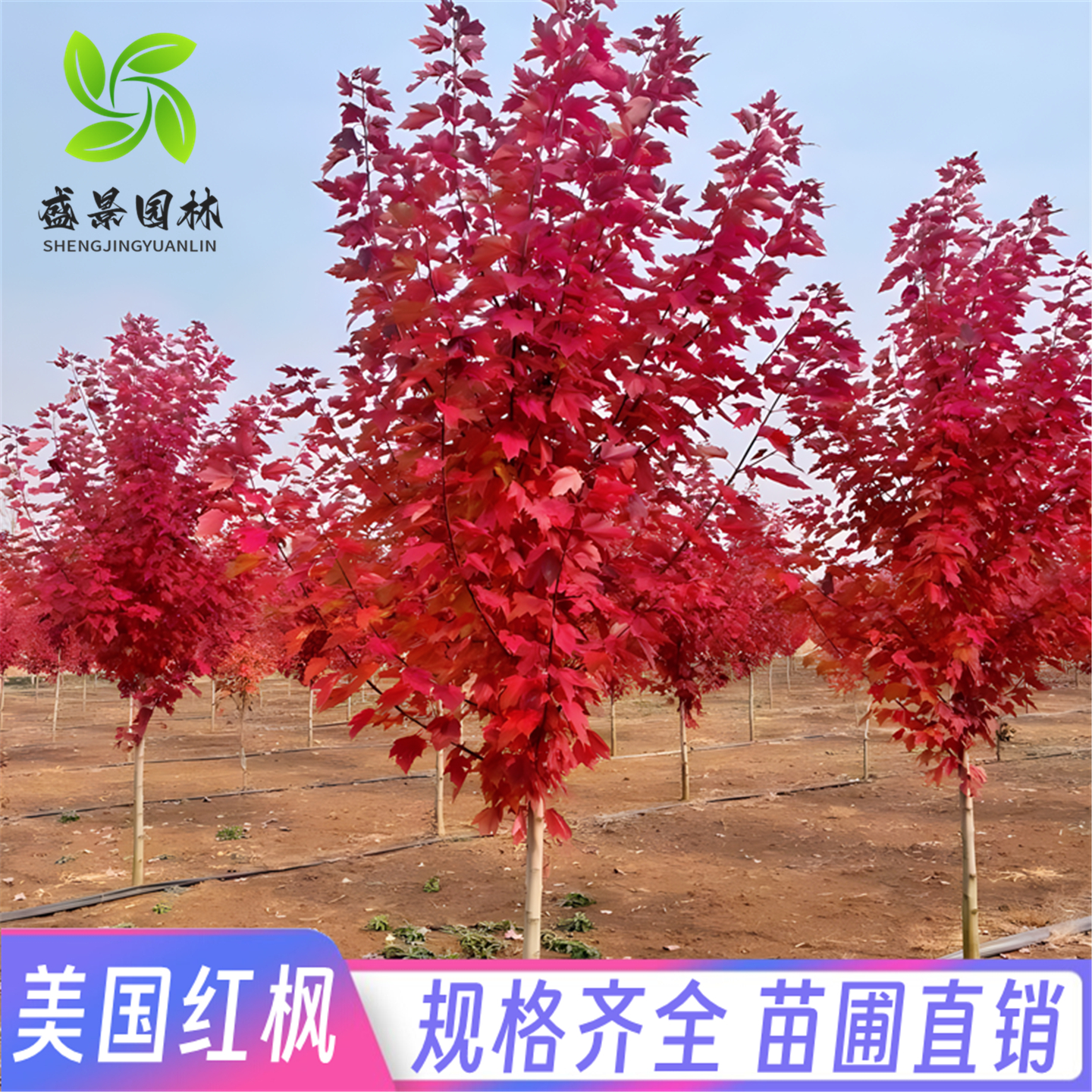 美国红枫红点红冠秋火焰树苗风景