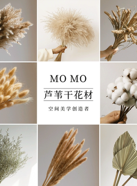 米白色高级感干花天然芦苇真花蒲扇薰衣草兔尾草客厅酒店样板间
