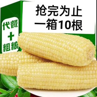 包非转基因新鲜粗粮代餐即食玉米 东北白糯玉米甜糯粘玉米棒真空装