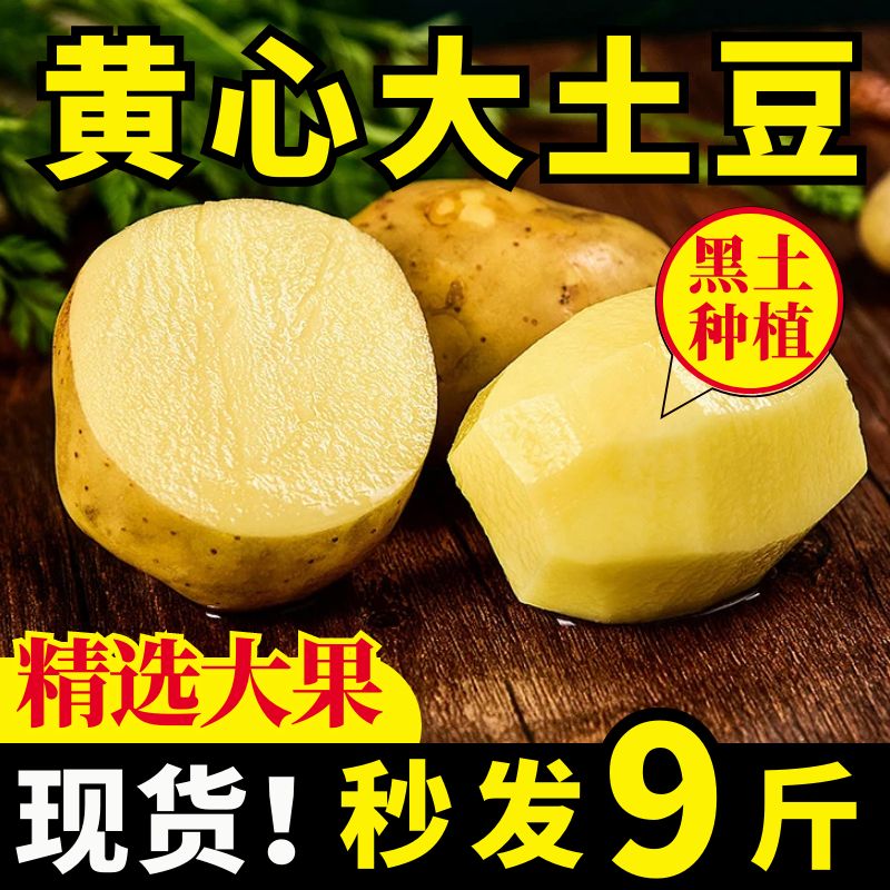 2025新鲜农家自种黄心大土豆