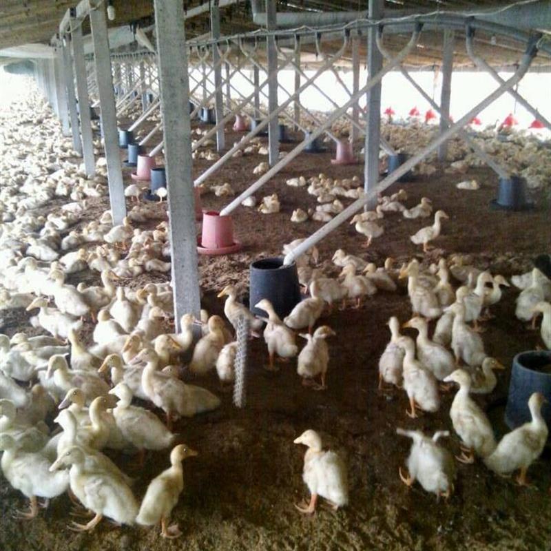鸡鸭自动喂料机料桶养殖料线鸡棚喂料机鸭自动料线绞龙养殖设备