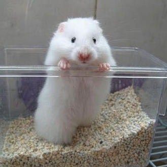 小仓鼠活物带笼金丝熊虎纹熊公仔宠物可爱送加笼子宝宝活苍鼠熊类