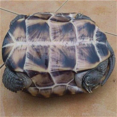 陆地巨型龟特大巨型乌龟活物大个陆地吃菜龟中国草龟下蛋龟活体