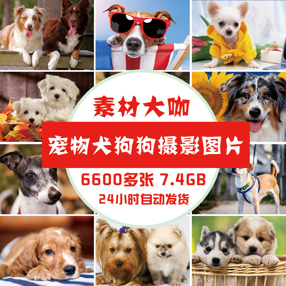 素材大咖 宠物动物狗狗 多种名犬写真高清摄影图片平面设计素材