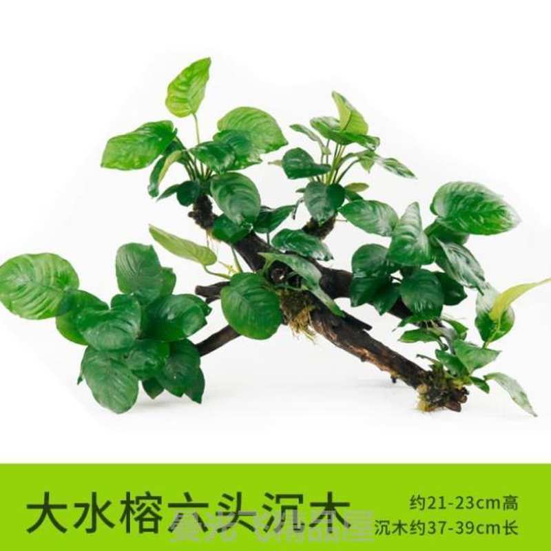 四季小叶榕绿色有茎类速成沉木水草水族箱小对叶淡水前景大叶榕