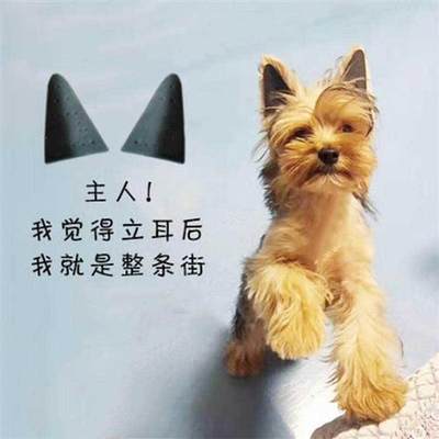 柯基鹿犬法牛吉娃娃泰迪犬雪瑞纳狗狗立耳贴神器耳朵矫正器小型犬