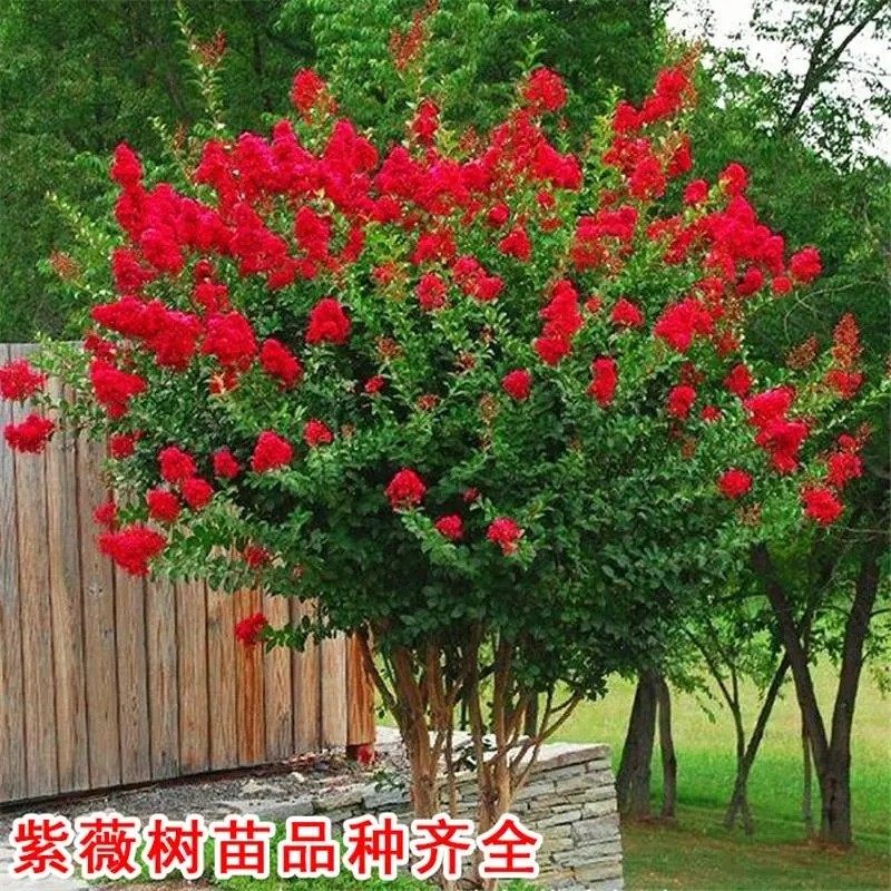 紫薇苗木南北庭院绿化工程耐寒门前风景树丛生百日红紫薇老桩树苗