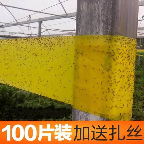 黄色粘虫板瓜实蝇粘虫板果蝇诱虫板防虫板蓟马蚜虫粘板果实蝇板