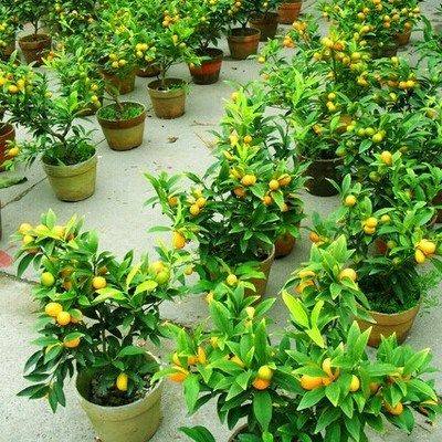 适合在阳台种的水果盆栽水果可吃四季室内金桔盆栽带果室内四季