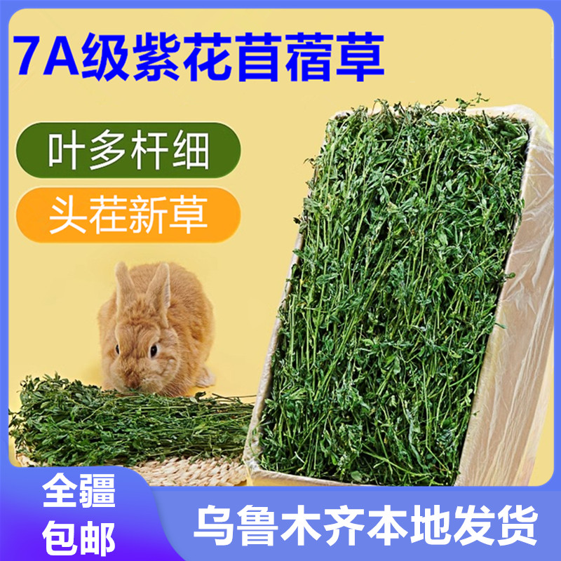 紫花苜蓿草幼兔食物干草