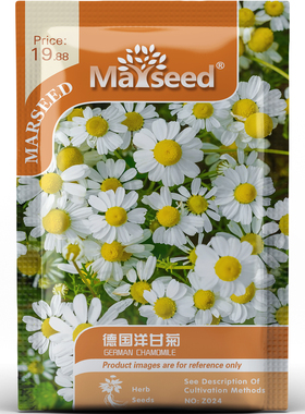 德国洋甘菊种子种苗清新白花驱甲虫护蔬新手易种庭院花卉香草C153