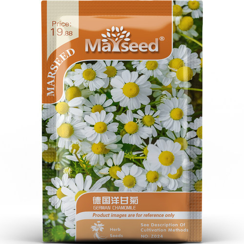 德国洋甘菊种子种苗清新白花驱甲虫护蔬新手易种庭院花卉香草C153
