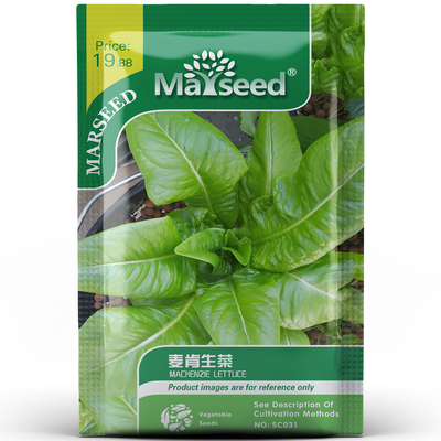 正宗麦肯生菜叶片厚实脆嫩可口高产耐储运盆栽地栽均可种孑子籽