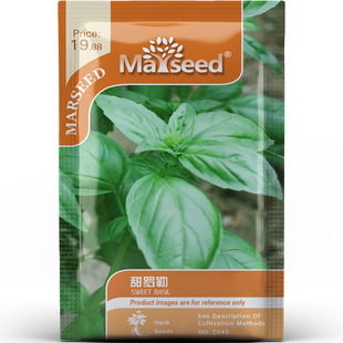 甜罗勒种子种苗意大利鲜嫩厚叶翠绿鲜香厨房好物园艺盆栽香草C162