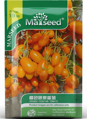 超甜高产橙色喷泉樱桃番茄种子种苗皮薄多汁口感浓郁阳台蔬菜B007